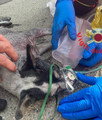 Casa in fiamme, i pompieri salvano un cane intrappolato