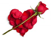 A San Valentino un italiano su due regala fiori