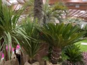 Cosmogarden, una domenica nel verde. Oggi fino alle 19.30 al Brixia Forum