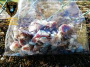 Esche killer a Gardone. Ci pensa il cane poliziotto Sole