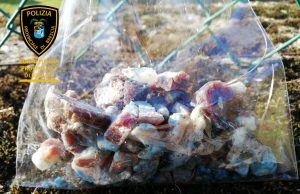 Esche killer a Gardone. Ci pensa il cane poliziotto Sole