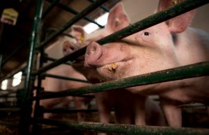 Processo Bozzoli: un’istanza per salvare il maiale