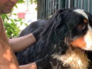 Cane infilzato su una ringhiera salvato dai Vigili del Fuoco