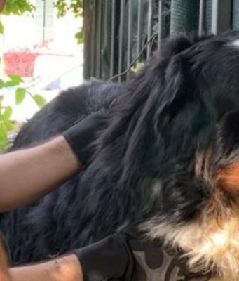 Cane infilzato su una ringhiera salvato dai Vigili del Fuoco