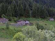 50enne muore colpito da un tronco mentre taglia un albero