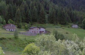 50enne muore colpito da un tronco mentre taglia un albero