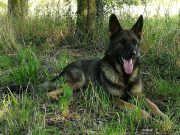 Addio a Tir, il pastore antidroga della Polizia Locale di Brescia