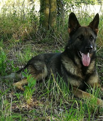 Addio a Tir, il pastore antidroga della Polizia Locale di Brescia