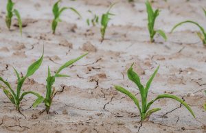 Siccità: la Lombardia chiede lo stato d’emergenza