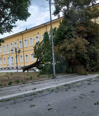 “Un tornado” sradica un albero al Capirola di Leno