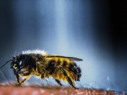 Morto dopo la puntura di un’ape a Capriolo