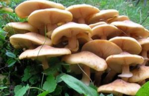 Attenzione ai funghi, nel 2021 a Brescia 28 intossicati