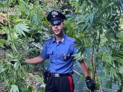 Aveva una piccola piantagione di marijuana nel capanno. Arrestato