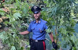 Aveva una piccola piantagione di marijuana nel capanno. Arrestato