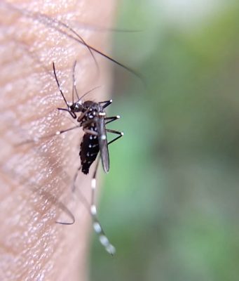 Barbariga: ricoverato un uomo per febbre del Nilo