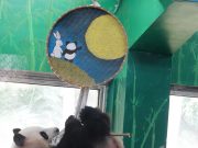 Cina: a Guangzhou un panda gigante si esibisce nello “yoga aereo”