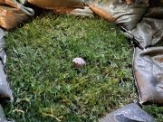 Giocano con i sassi in spiaggia e trovano una bomba