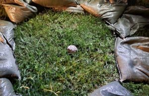 Giocano con i sassi in spiaggia e trovano una bomba