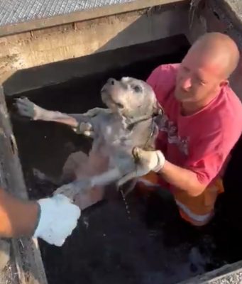 Cane salvato nella roggia a Borgo San Giacomo