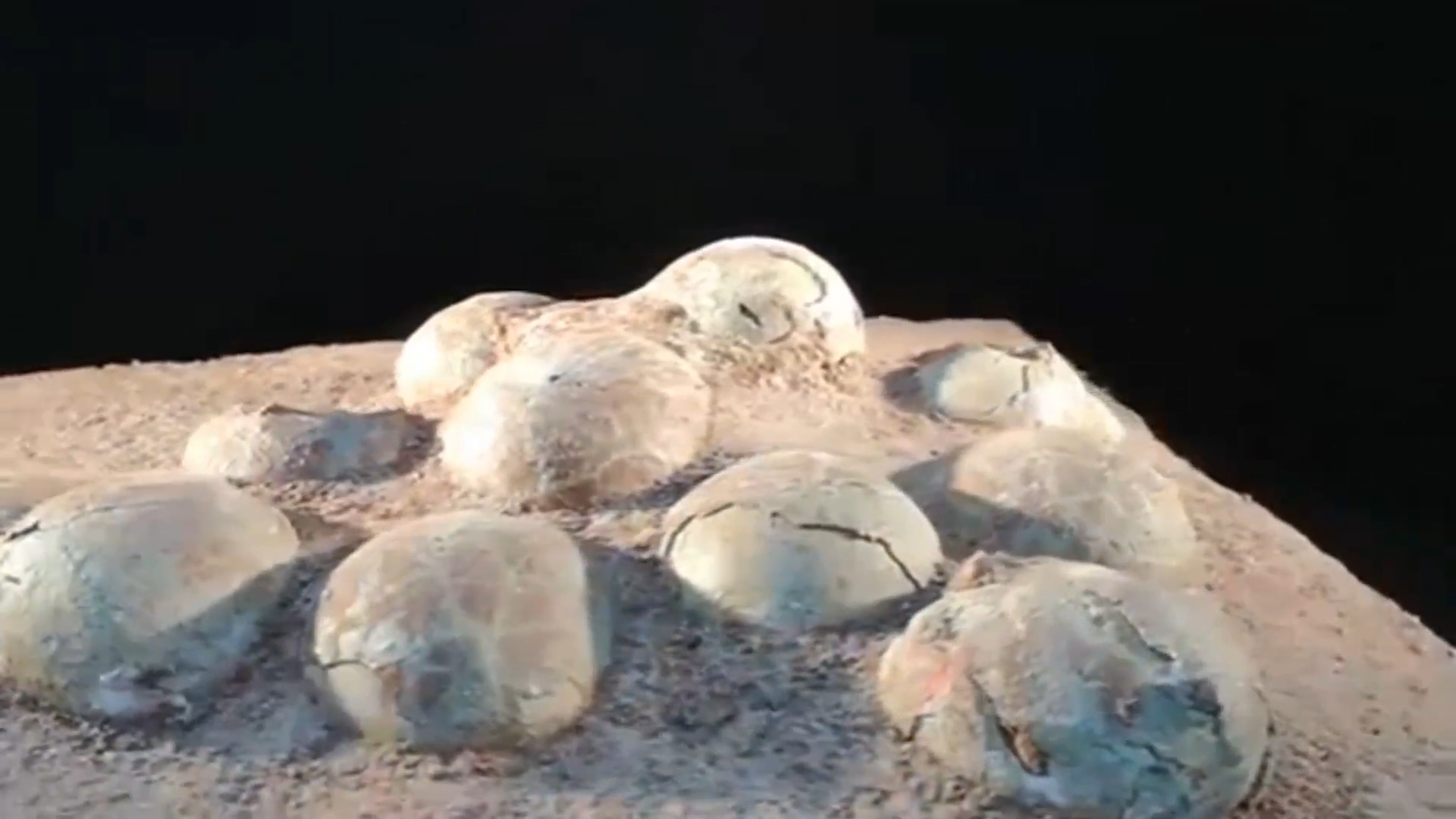 Cina: una collezione di fossili di uova di dinosauro nel Guangdong