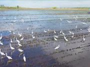 Pianura della Cina del Nord: migliora ecosistema del lago Baiyangdian