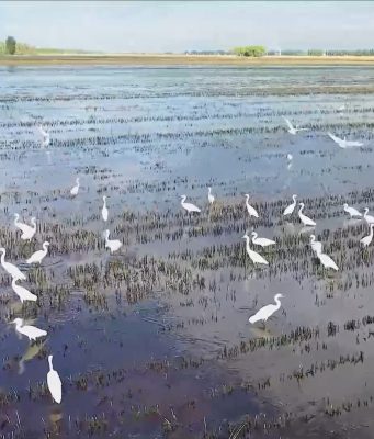 Pianura della Cina del Nord: migliora ecosistema del lago Baiyangdian