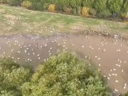 Duemila cigni selvatici affollano una zona umida nel nord della Cina