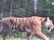 Tigri siberiane e leopardi dell’Amur filmati nella Cina nord-orientale