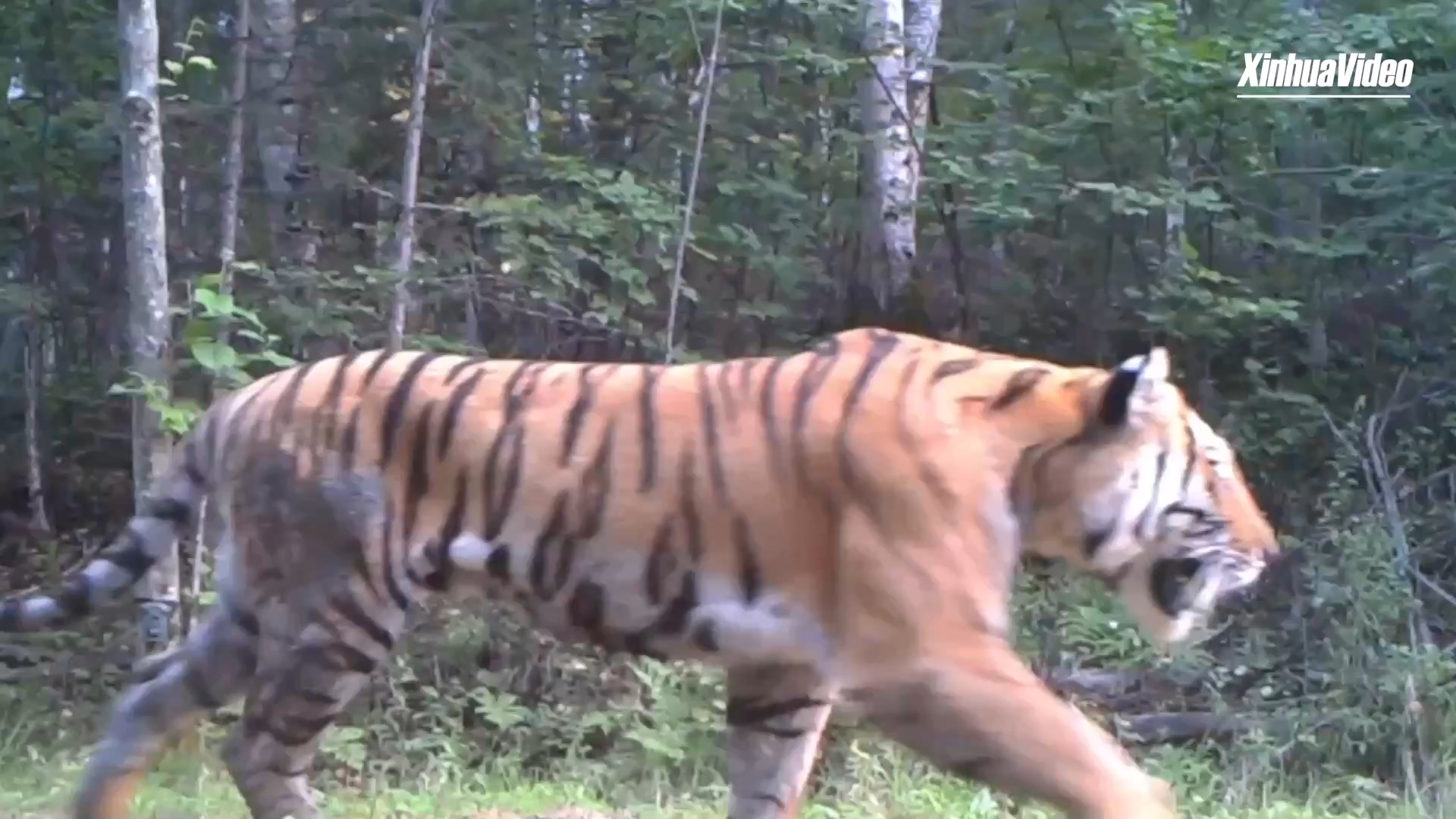 Tigri siberiane e leopardi dell’Amur filmati nella Cina nord-orientale