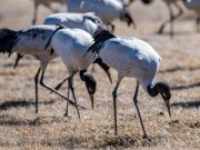 Cina: oltre 100 gru dal collo nero passano l’inverno nel sud-ovest