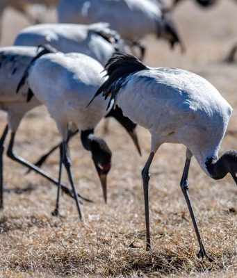 Cina: oltre 100 gru dal collo nero passano l’inverno nel sud-ovest