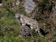 Cina: nord-ovest, salvato un leopardo delle nevi intrappolato