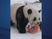 Cina: Heilongjiang, panda gigante gioca nella neve