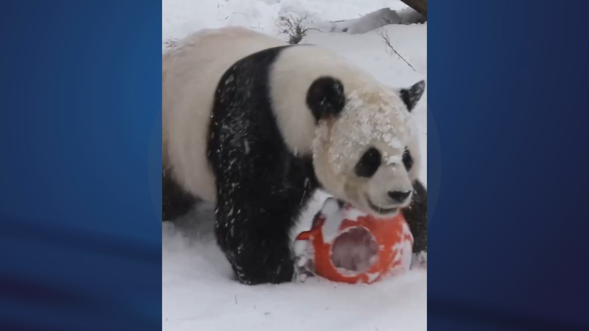 Cina: Heilongjiang, panda gigante gioca nella neve