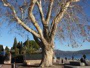 Giornata degli alberi, 46 quelli monumentali di Brescia