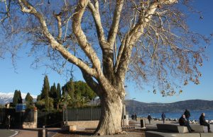 Giornata degli alberi, 46 quelli monumentali di Brescia