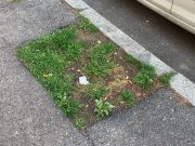 Viale Piave ritorna “viale”. In arrivo le nuove piante