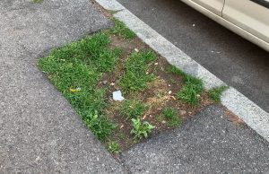 Viale Piave ritorna “viale”. In arrivo le nuove piante