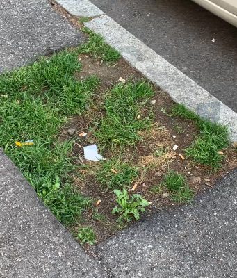 Viale Piave ritorna “viale”. In arrivo le nuove piante