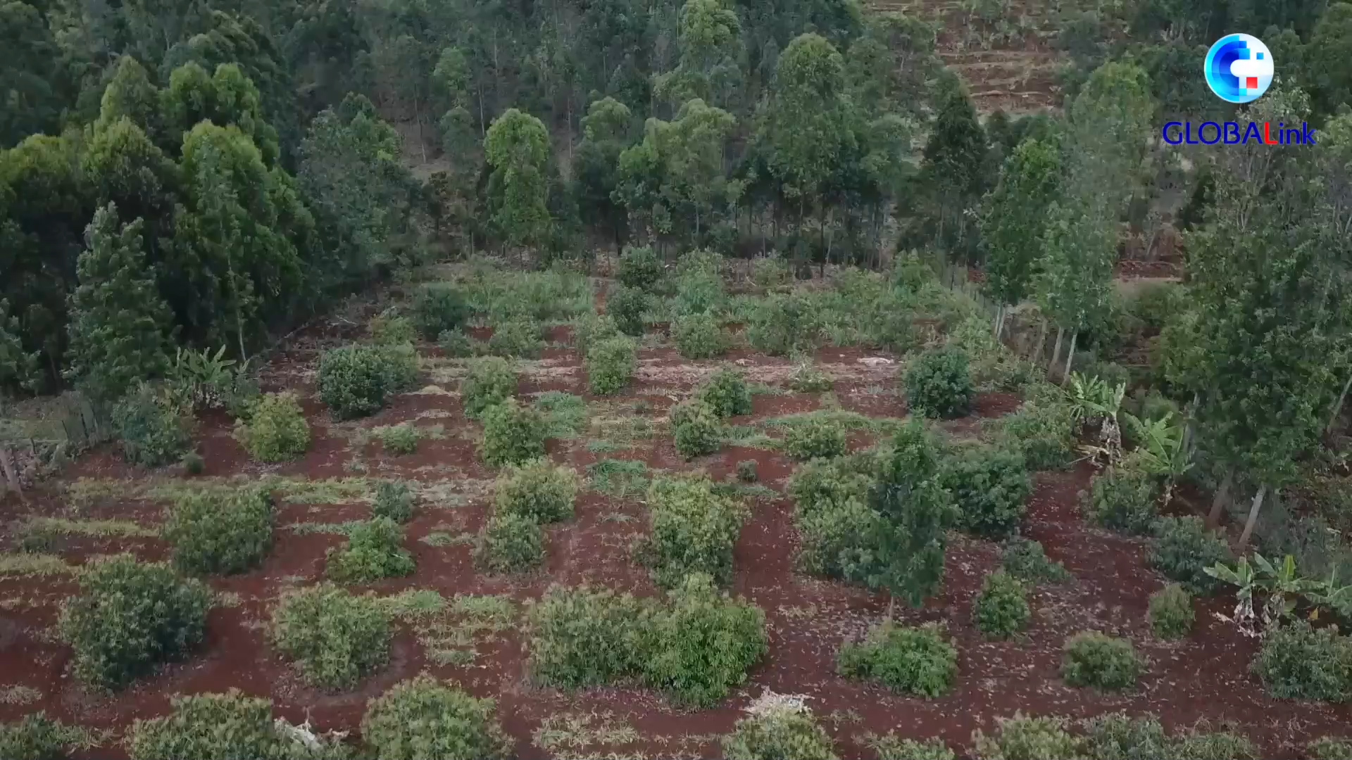 Cina: canale verde facilita le esportazioni di avocado dal Kenya