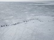 Cina: Xinjiang, aumentano gli esemplari di asino selvatico mongolo