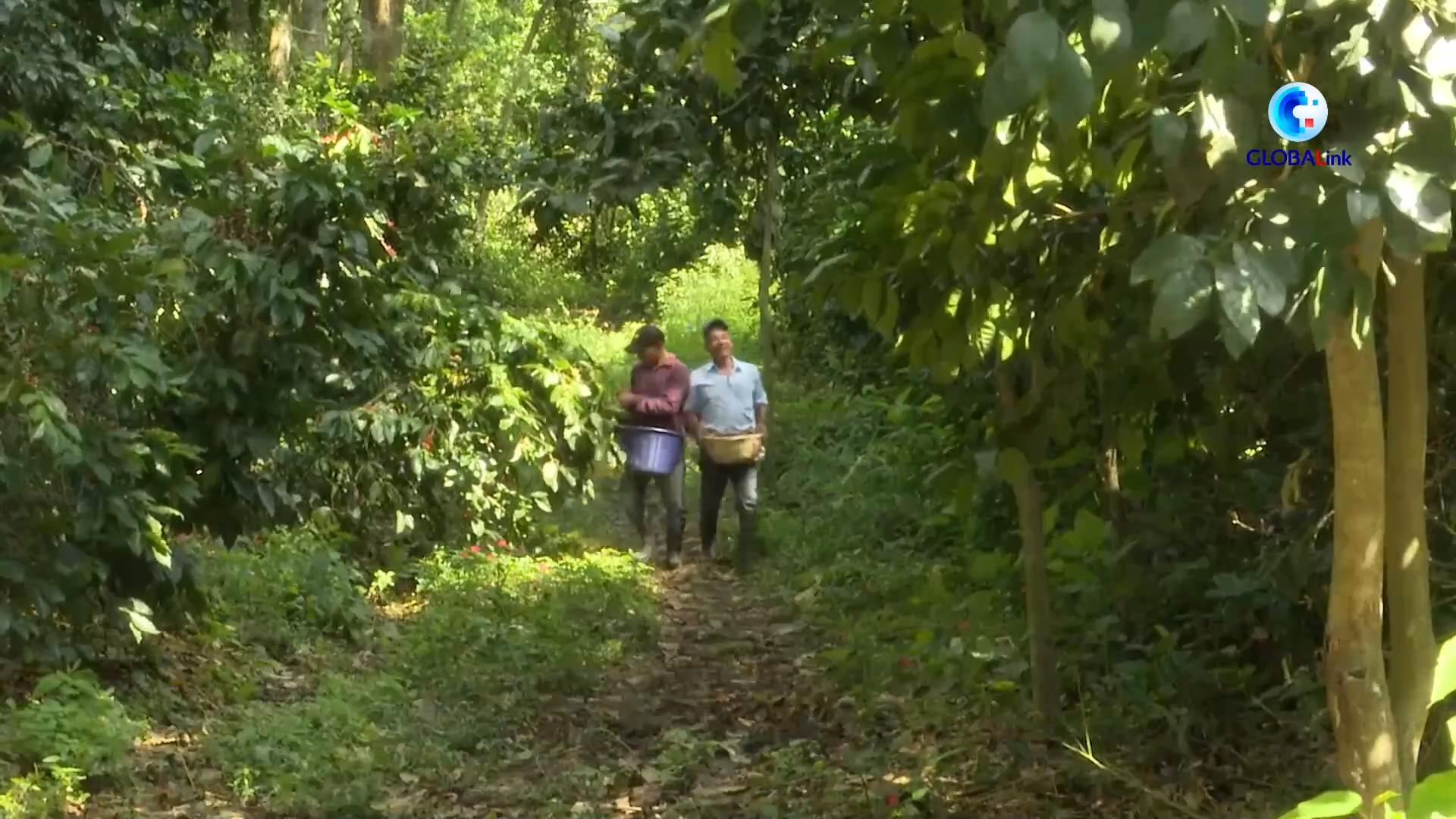 Nicaragua: coltivatori di caffè vogliono esportare in Cina