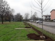 “Adesso, piantala!”: a Bettole-Buffalora 33 nuovi alberi