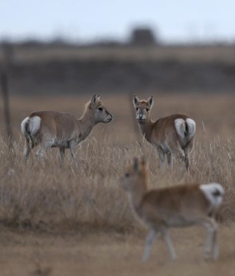 “La torre dell’acqua della Cina” vede aumentare la biodiversità