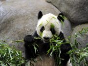 Usa: panda giganti tornano in Cina dopo vent’anni allo zoo di Memphis