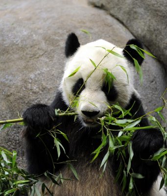 Usa: panda giganti tornano in Cina dopo vent’anni allo zoo di Memphis
