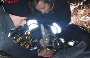 Monno, i Vigili del Fuoco salvano un cerbiatto ferito