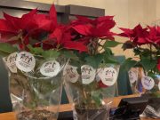 In 197 piazze bresciane tornano le Stelle di Natale dell’Ail