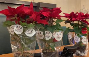 In 197 piazze bresciane tornano le Stelle di Natale dell’Ail