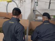 Sequestrate due tonnellate di marijuana a Bedizzole
